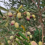 Le Anfore Del Salento 3* Marina di Lizzano