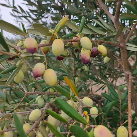 Le Anfore Del Salento * Marina di Lizzano