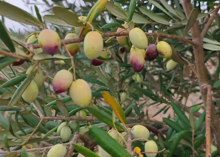 Le Anfore Del Salento 3* مارينا دي ليتسانو